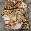 Grabstein versteinertes Holz 56090