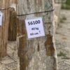 Grabstein versteinertes Holz 56100