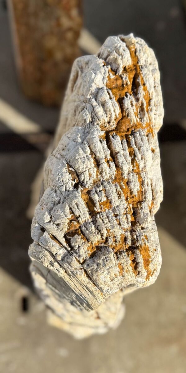 Grabstein versteinertes Holz 56114