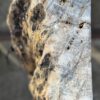 Grabstein versteinertes Holz 56132