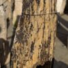 Grabstein versteinertes Holz 56132