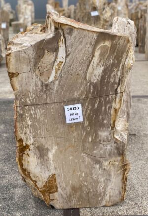 Grabstein versteinertes Holz 56133