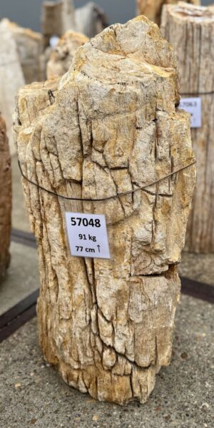 Grabstein versteinertes Holz 57048