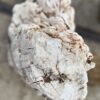 Grabstein versteinertes Holz 57049