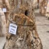 Grabstein versteinertes Holz 57050