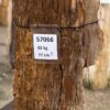 Grabstein versteinertes Holz 57066