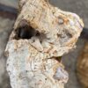 Grabstein versteinertes Holz 57067