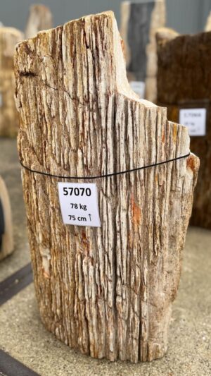 Grabstein versteinertes Holz 57070