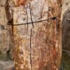 Grabstein versteinertes Holz 57078