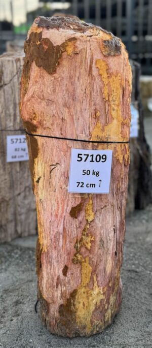 Grabstein versteinertes Holz 57109