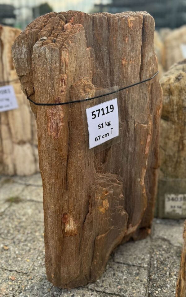 Grabstein versteinertes Holz 57119