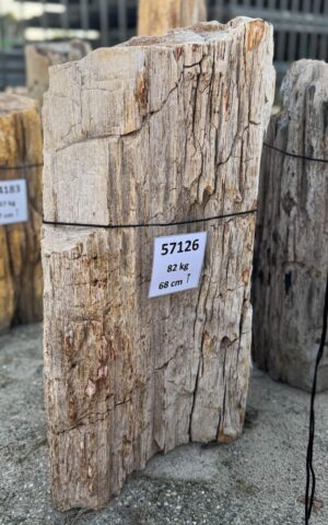 Grabstein versteinertes Holz 57126