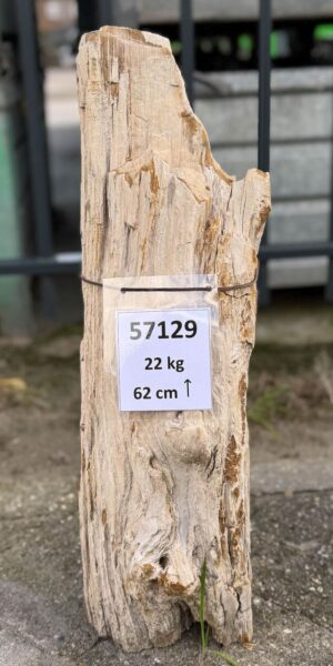 Grabstein versteinertes Holz 57129