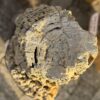 Grabstein versteinertes Holz 57131