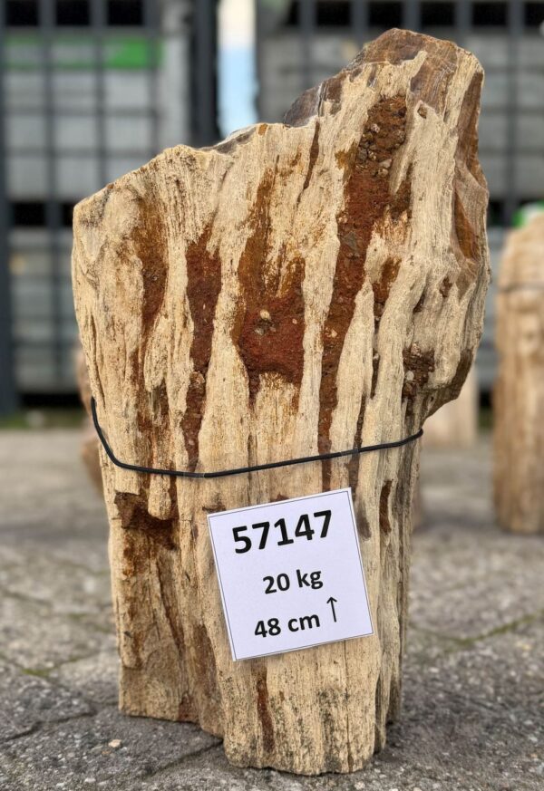 Grabstein versteinertes Holz 57147