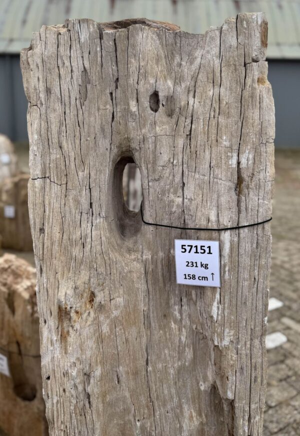 Grabstein versteinertes Holz 57151