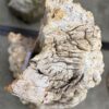 Grabstein versteinertes Holz 57360
