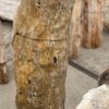 Grafsteen versteend hout 56040