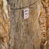 Grafsteen versteend hout 56041