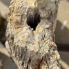 Grafsteen versteend hout 56041