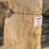Grafsteen versteend hout 56043