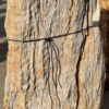 Grafsteen versteend hout 56043