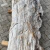 Grafsteen versteend hout 56045