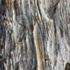 Grafsteen versteend hout 56045