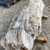 Grafsteen versteend hout 56045