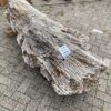 Grafsteen versteend hout 56045