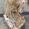 Grafsteen versteend hout 56046
