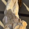 Grafsteen versteend hout 56050