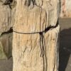 Grafsteen versteend hout 56052