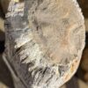 Grafsteen versteend hout 56053