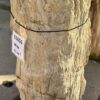 Grafsteen versteend hout 56056