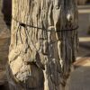 Grafsteen versteend hout 56056