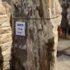 Grafsteen versteend hout 56058