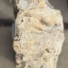 Grafsteen versteend hout 56058