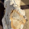 Grafsteen versteend hout 56061