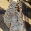 Grafsteen versteend hout 56064
