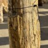 Grafsteen versteend hout 56065