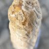 Grafsteen versteend hout 56066