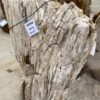 Grafsteen versteend hout 56068