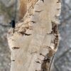 Grafsteen versteend hout 56083