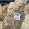 Grafsteen versteend hout 56087