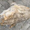 Grafsteen versteend hout 56087