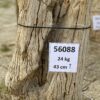 Grafsteen versteend hout 56088