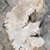Grafsteen versteend hout 56088