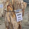 Grafsteen versteend hout 56090
