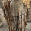 Grafsteen versteend hout 56090